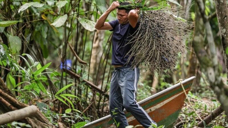 Produtores têm até 30 de junho para concorrer a apoio técnico em bioeconomia