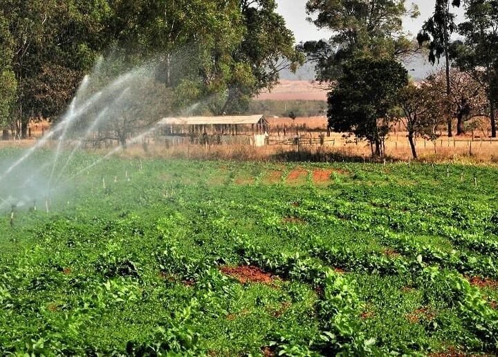 Argentina aposta US$ 1 bilhão em fábrica de ureia, visando o mercado brasileiro Argentina aposta US$ 1 bilhão em fábrica de ureia, visando o mercado brasileiro