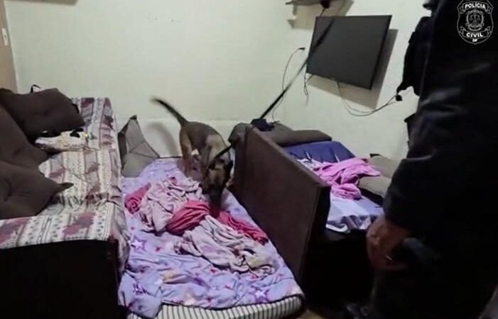 Batalha contra a venda clandestina de anabolizantes no DF e no PR