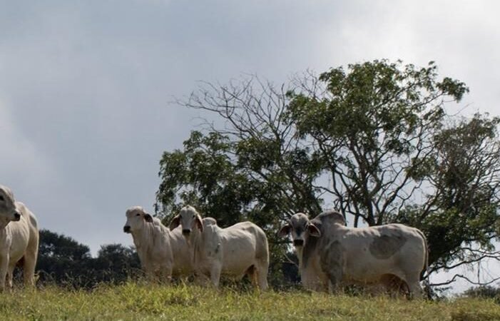 Cadeia da carne no Cerrado goiano: um mistério embaixo da superfície