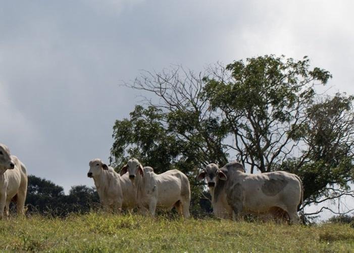 Cadeia da carne no Cerrado goiano: um mistério embaixo da superfície