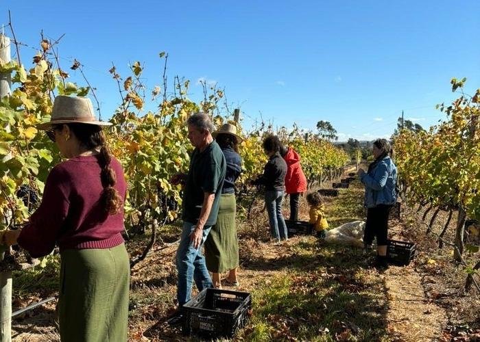 Cerrado vibra com a colheita de uvas no Distrito Federal Cerrado vibra com a colheita de uvas no Distrito Federal