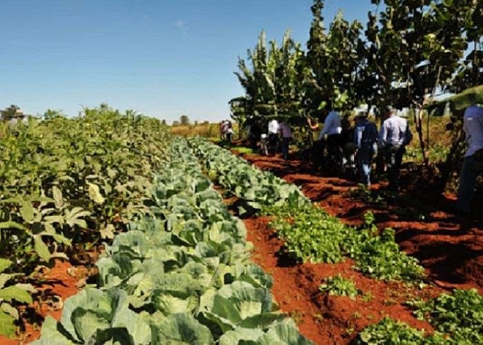 Crédito rural no Brasil se transforma em ferramenta estratégica para aquisição de terras