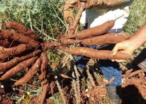 Mandioca para o futuro do Cerrado: tecnologias sustentáveis da Embrapa