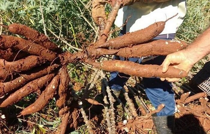 Mandioca para o futuro do Cerrado: tecnologias sustentáveis da Embrapa