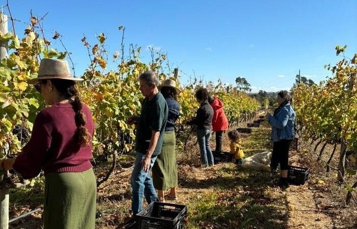 O Cerrado entra em festa: colheita de uvas inicia no Distrito Federal