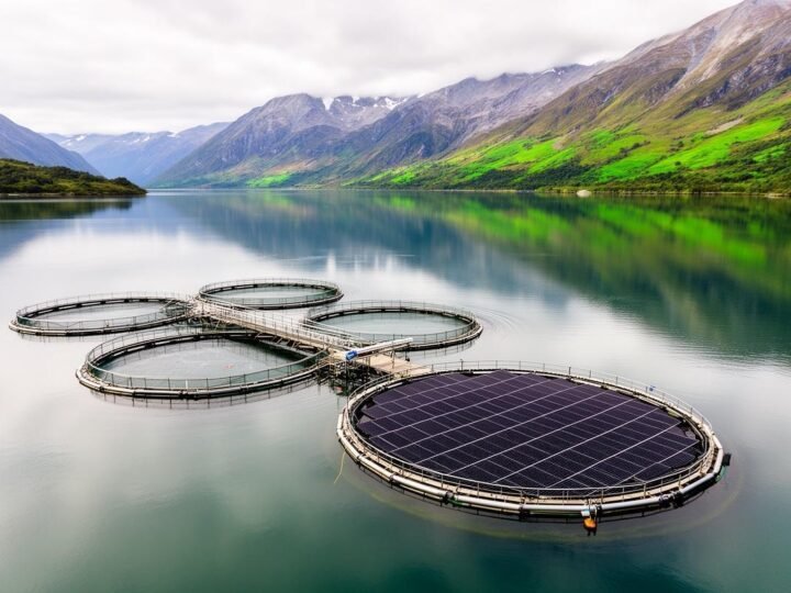Energia solar flutuante reduz consumo de diesel em fazenda de salmão no Chile Energia solar flutuante reduz consumo de diesel em fazenda de salmão no Chile