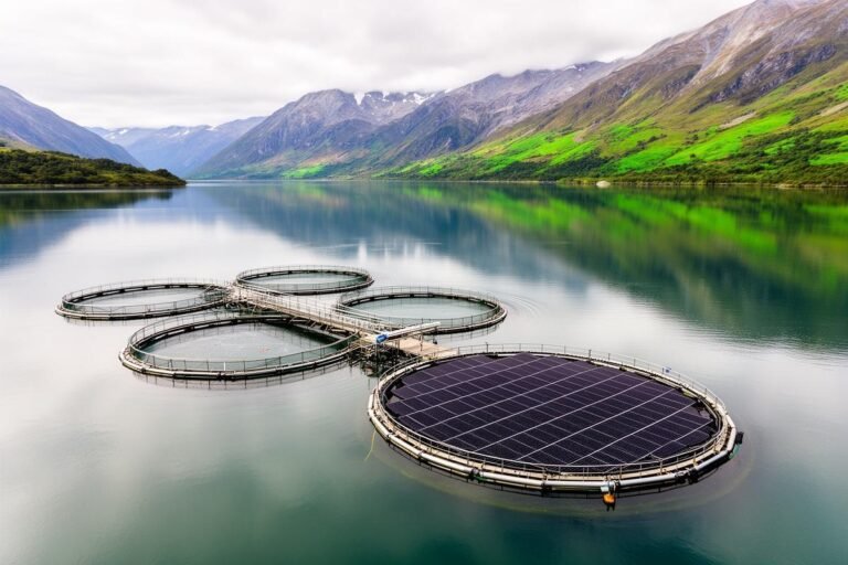 Energia solar flutuante reduz consumo de diesel em fazenda de salmão no Chile