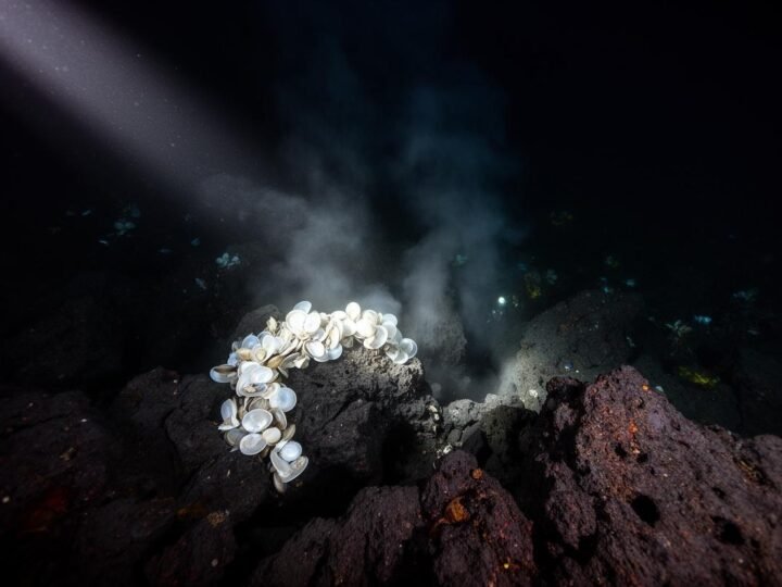 IUCN alerta: Mineração profunda ameaça extinção de moluscos marinhos IUCN alerta: Mineração profunda ameaça extinção de moluscos marinhos