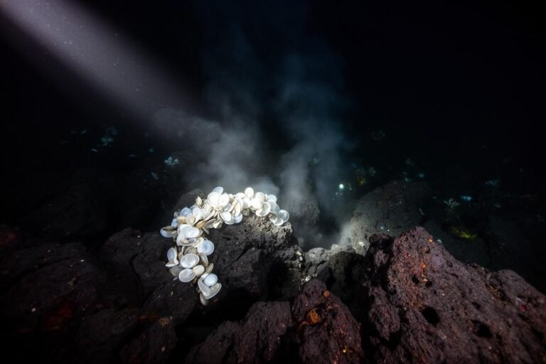 IUCN alerta: Mineração profunda ameaça extinção de moluscos marinhos