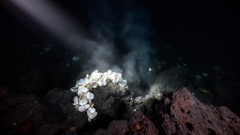 IUCN alerta: Mineração profunda ameaça extinção de moluscos marinhos