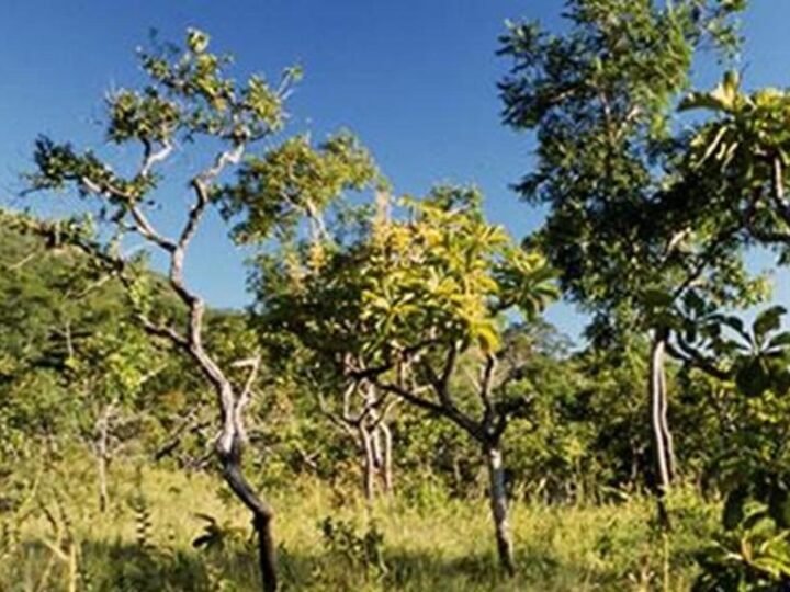 Cerrado perde 34% de vegetação nativa em quatro décadas de avanço agrícola