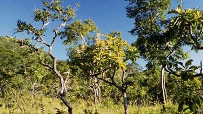 Cerrado perde 34% de vegetação nativa em quatro décadas de avanço agrícola