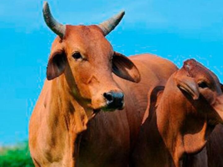 Embrapa conquista 1º e 3º lugares em genética de bovinos Sindi