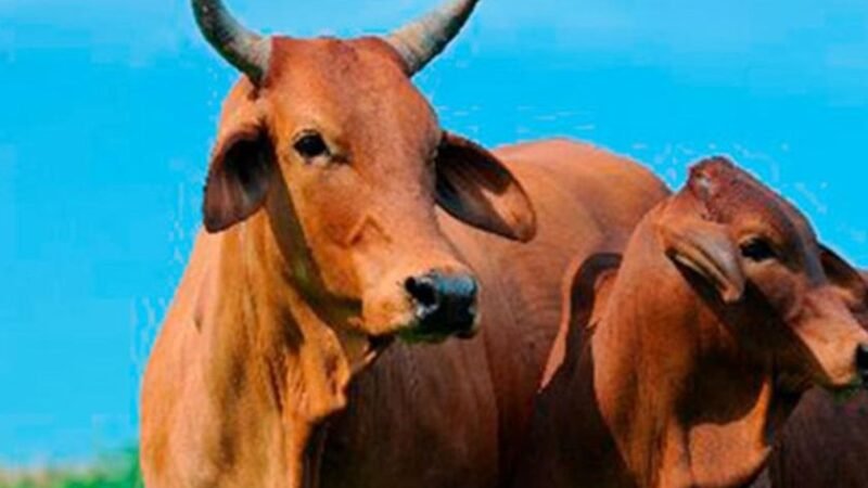 Embrapa conquista 1º e 3º lugares em genética de bovinos Sindi