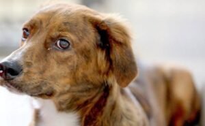 GDF expande vacinação antirrábica gratuita para cães e gatos aos sábados