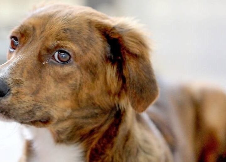 GDF expande vacinação antirrábica gratuita para cães e gatos aos sábados