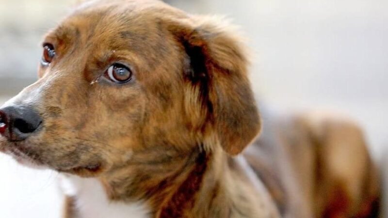 GDF expande vacinação antirrábica gratuita para cães e gatos aos sábados