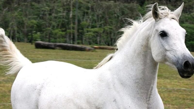 Seminário gratuito de equinocultura acontece em setembro na Granja do Torto