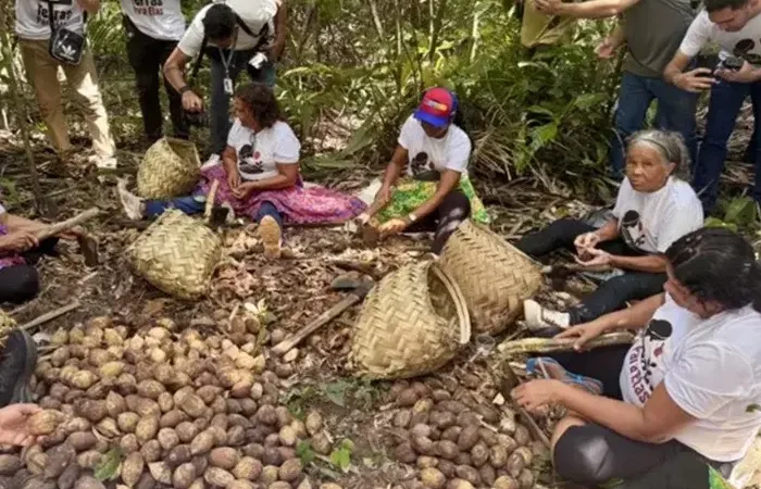 Tobasa transforma coco de babaçu em inovação