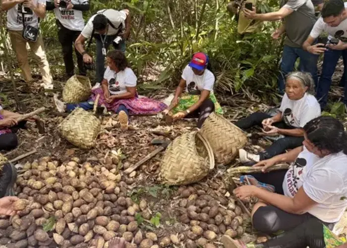 Tobasa transforma coco de babaçu em inovação Tobasa transforma coco de babaçu em inovação