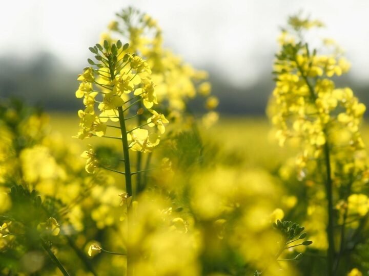 ANP abre consulta pública para endurecer controle de lastro de biodiesel em distribuidoras