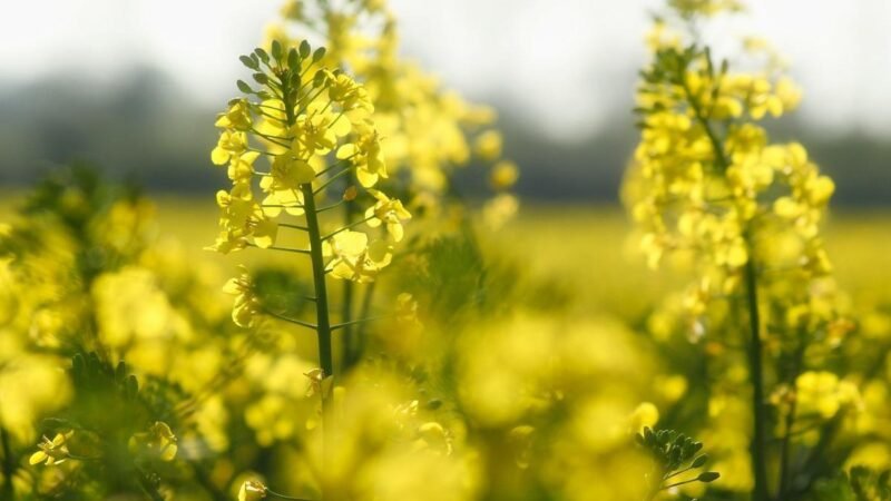 ANP abre consulta pública para endurecer controle de lastro de biodiesel em distribuidoras