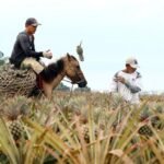 Clima extremo e conflitos globais pressionam alta nos preços dos alimentos