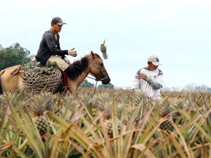 Clima extremo e conflitos globais pressionam alta nos preços dos alimentos