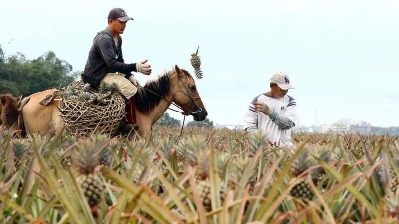 Clima extremo e conflitos globais pressionam alta nos preços dos alimentos