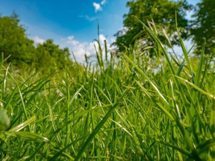 Comissões debatem multas ambientais do ICMBio sobre produtores de Minas Gerais