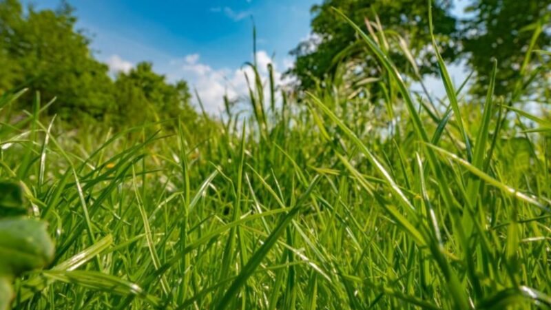 Comissões debatem multas ambientais do ICMBio sobre produtores de Minas Gerais
