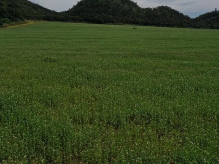 Legado Verdes do Cerrado transforma conservação em impulsionamento da cadeia produtiva e fortalece bioeconomia em parceria com a Concepta Ingredients