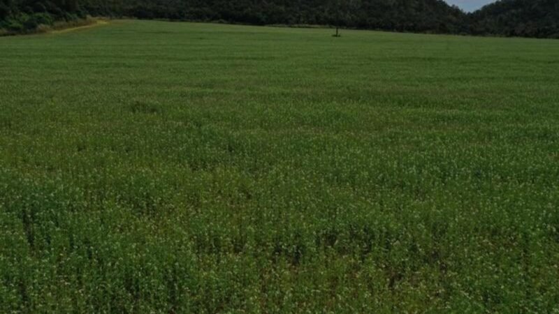 Legado Verdes do Cerrado transforma conservação em impulsionamento da cadeia produtiva e fortalece bioeconomia em parceria com a Concepta Ingredients
