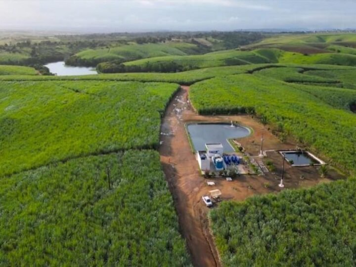 Usinas do Nordeste registram ganhos de até 92,8% na produtividade da cana com irrigação por gotejamento